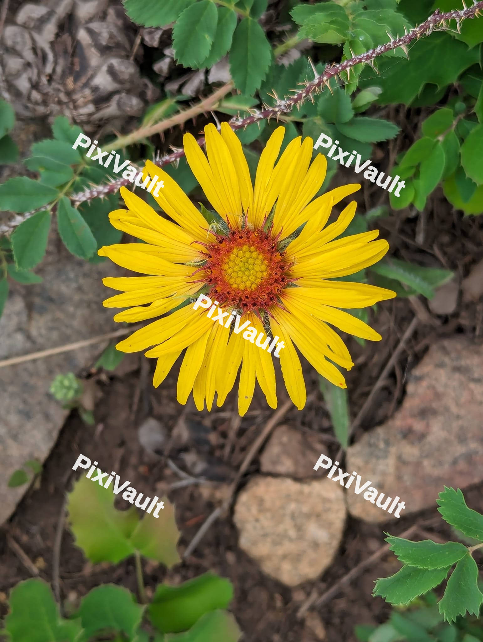 Yellow Leopards flower
